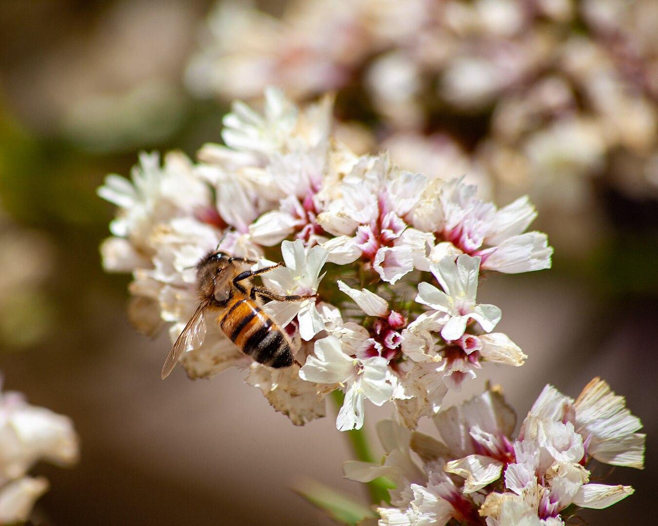 A Maltese honey bee. Photo: Godwin Borg via Wikimedia Commons CC by SA