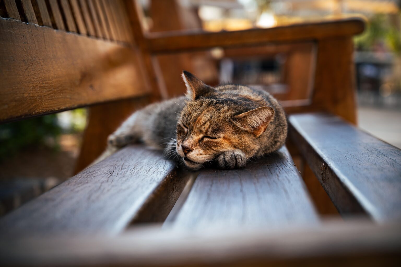 Some cat sleeping in Upper Barrakka Gardens