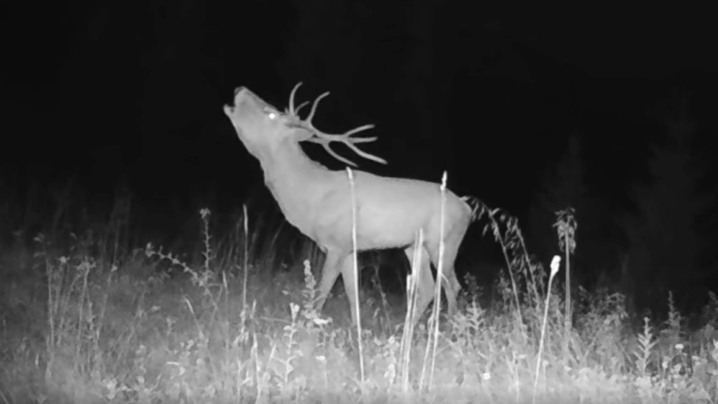 Tatra rescue hotlines swamped as hikers mistake deer mating calls for bears