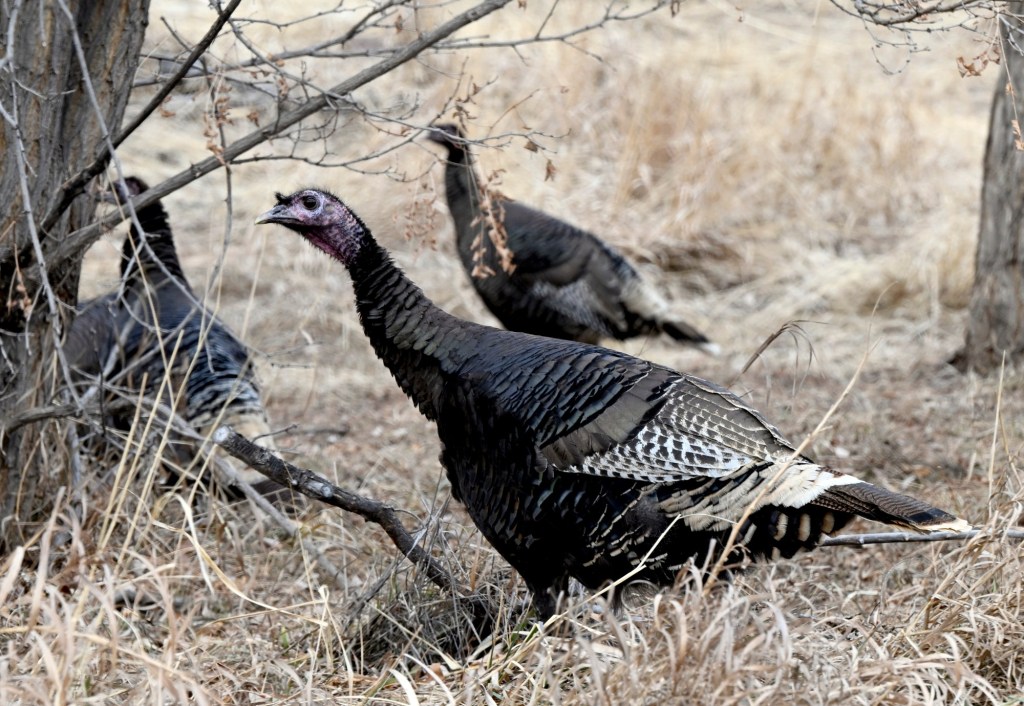Gobble up excitement at Allenspark’s new Wild Turkey Festival Gobble up excitement at Allenspark’s new Wild Turkey Festival