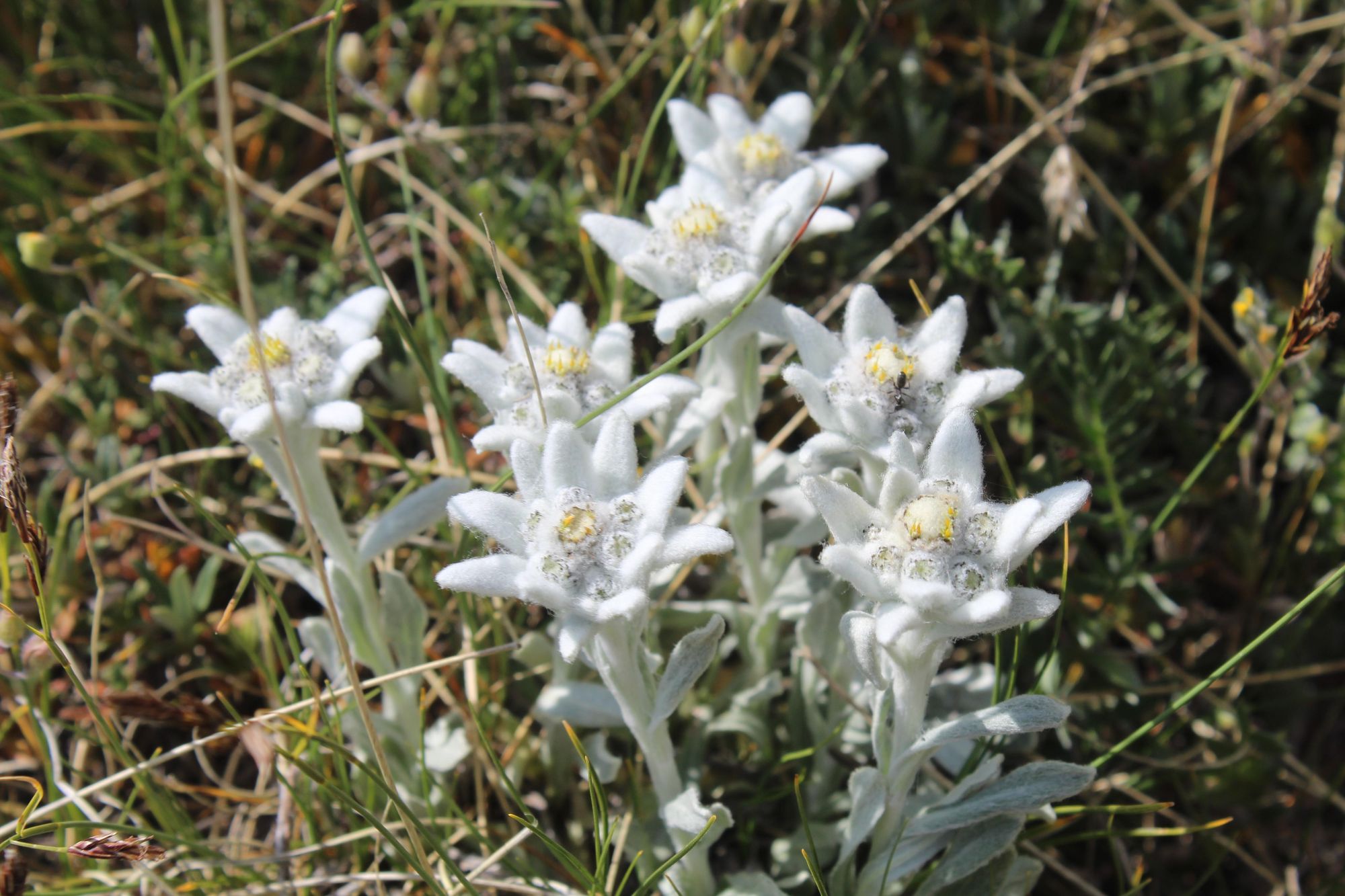 A small bunch of Edelweiss flowers, growing on a ridgelin in Kosovo around 2,400m. Photo: Stuart Kenny