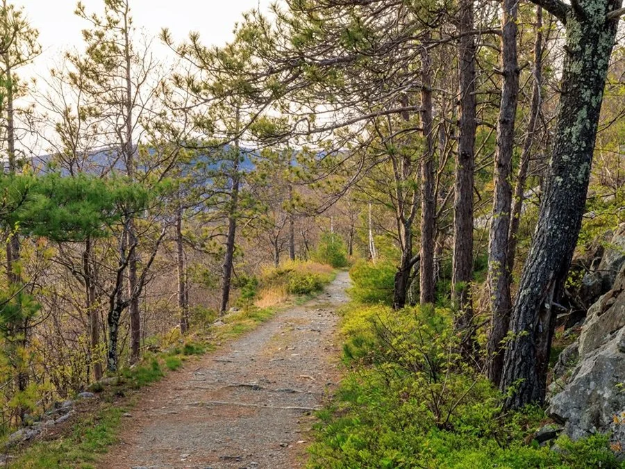 Local Organizations Lead the Way in Environmental Stewardship — The Laker