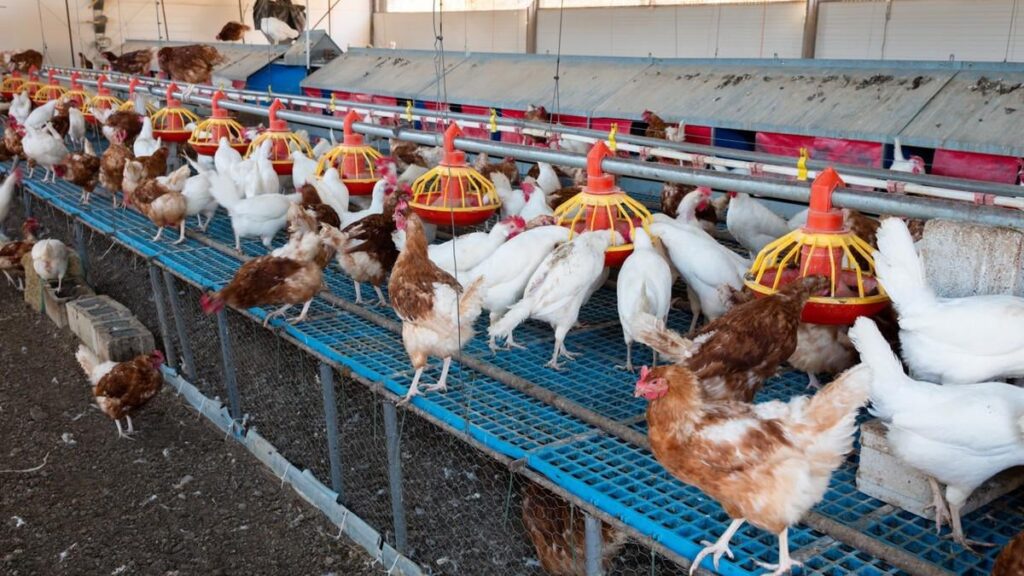 Trump-Zölle: Federal Council wants to allow imports of US chlorine chickens