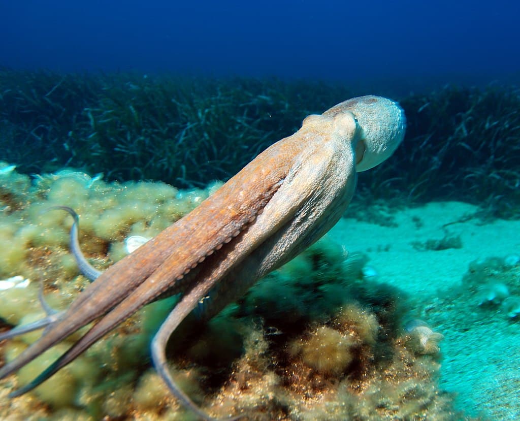 Octopus in deep waters. Octopus fishing is illegal in Greece during much of the summer season.