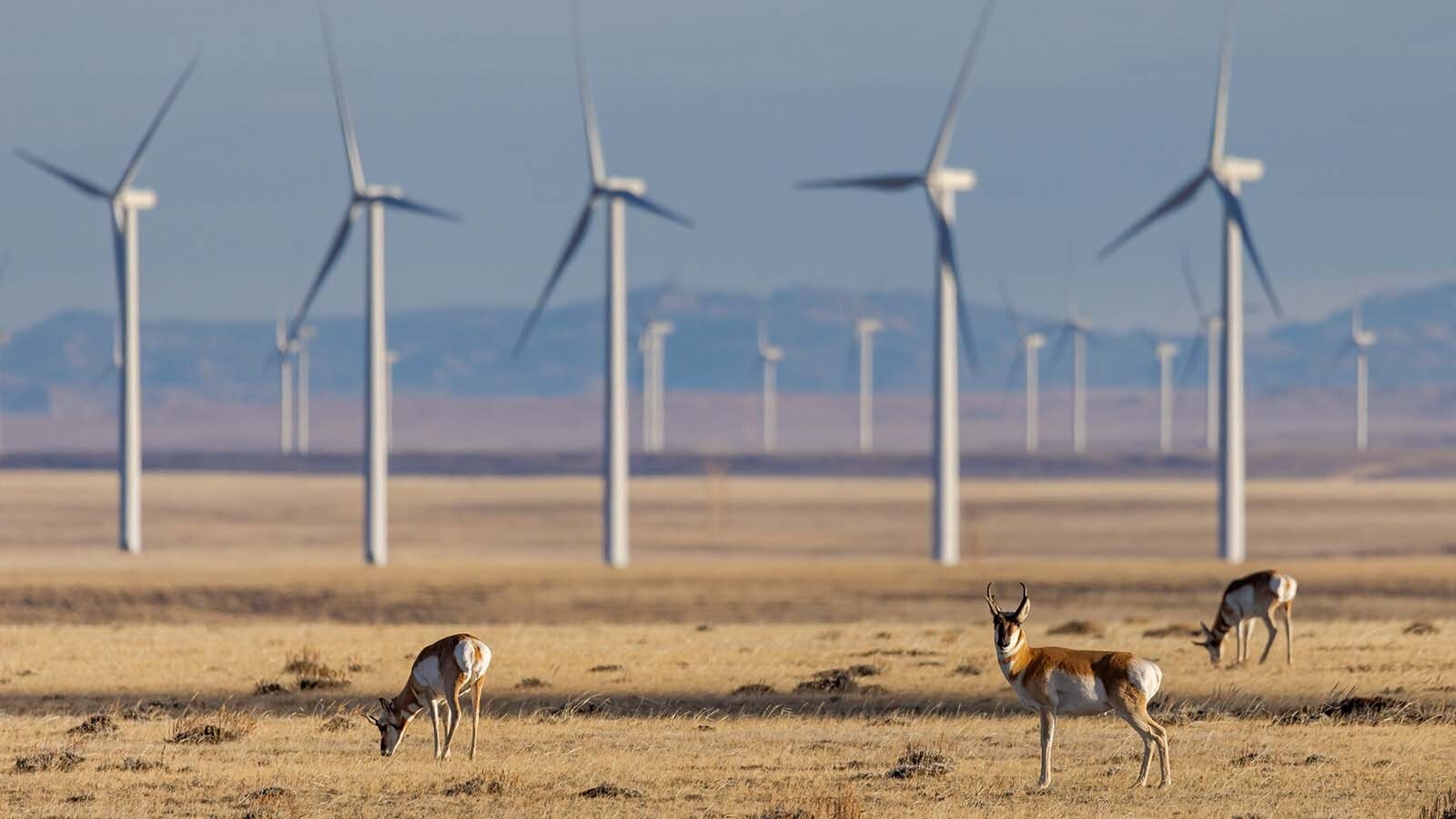 A group of pronghorn graze near a Wyoming wind farm.