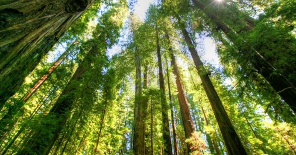 Ban on movement through North Macedonia's forests extended until September 30 - Telegraph