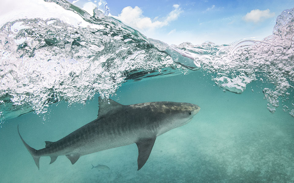 a shark, underwater