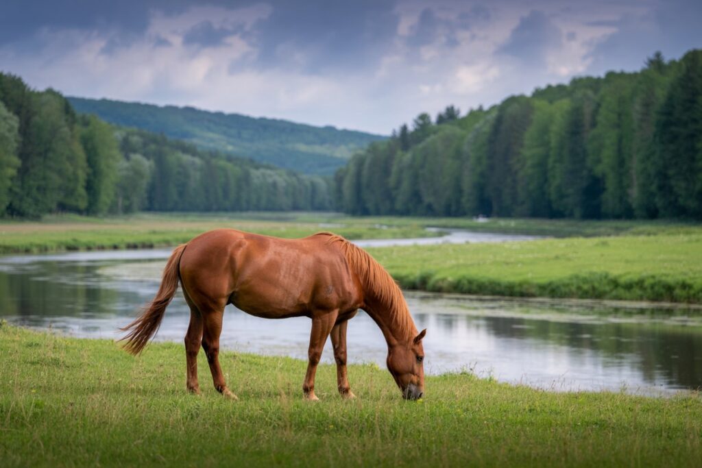 Stina Equestrian Club in Herzegovina, A Peaceful Escape with Horseback Riding and Therapeutic Programs