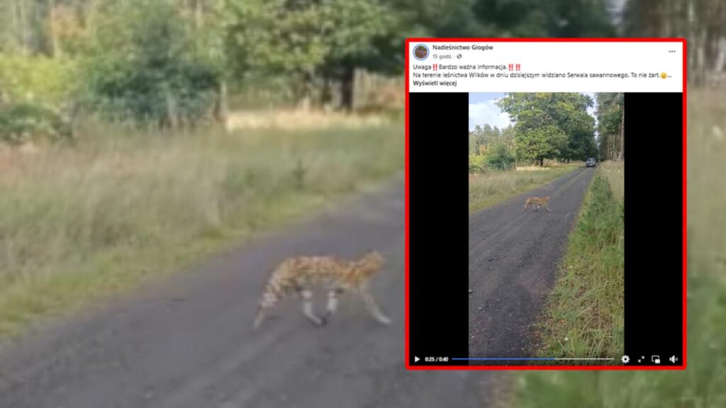 Puma’s search is underway in the forests near Głogów Puma's search is underway in the forests near Głogów