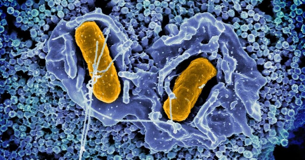 Scientists have engineered Salmonella bacteria to self-destruct inside tumors, releasing signals that spark powerful immune hubs and shrink colon cancer in mice, opening the door to “living medicines” against deadly cancers.