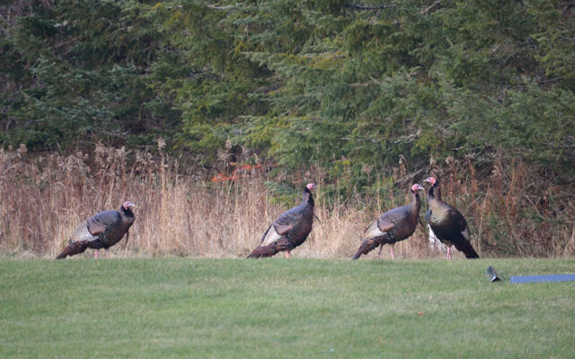 Maine fall turkey season opens Monday -Piscataquis Observer