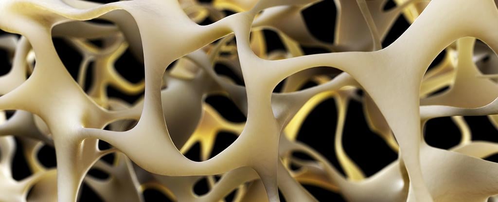 New Breakthrough to Strengthen Bones Could Reverse Osteoporosis