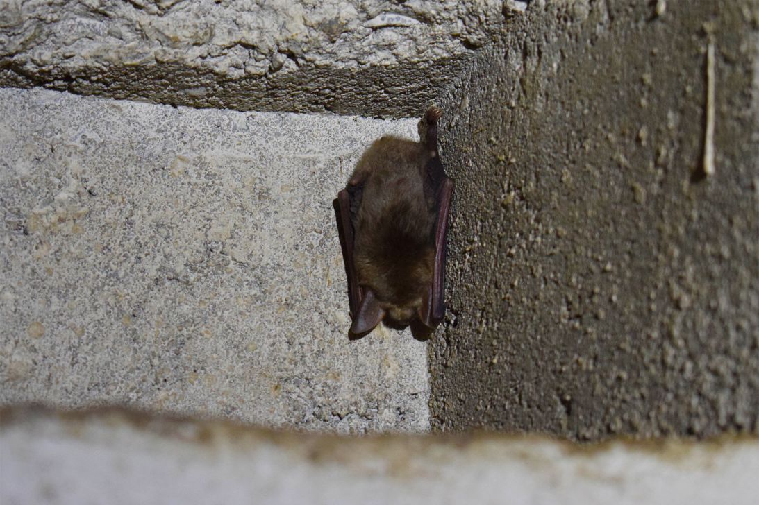 The tunnels are now home to one of Europe's largest bat colonies, with at least 12 different species using them for hibernation.
