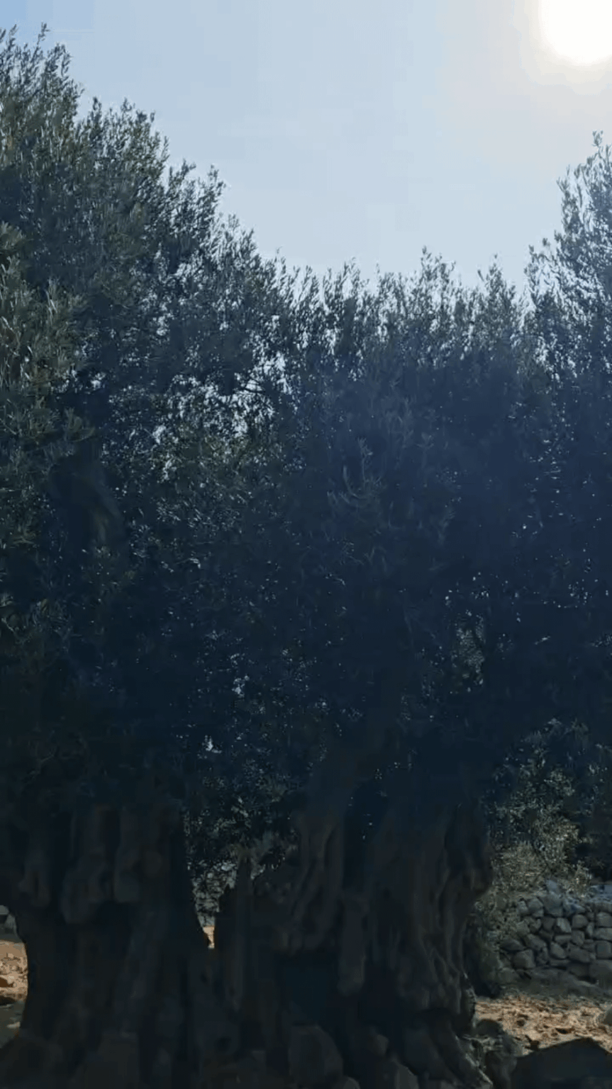 A 2000 Year Old Olive Tree in Croatia [More Below]