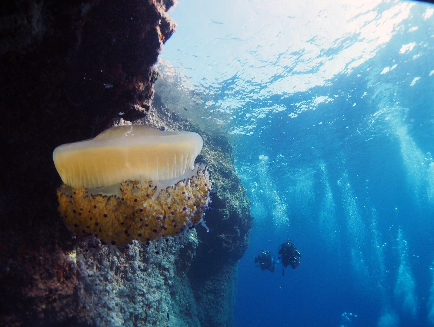 'Fried-egg Jellyfish (Phacellophora) at Ċirkewwa Marine Park. Photo: David A. Agius via Wikimedia Commons CC by SA