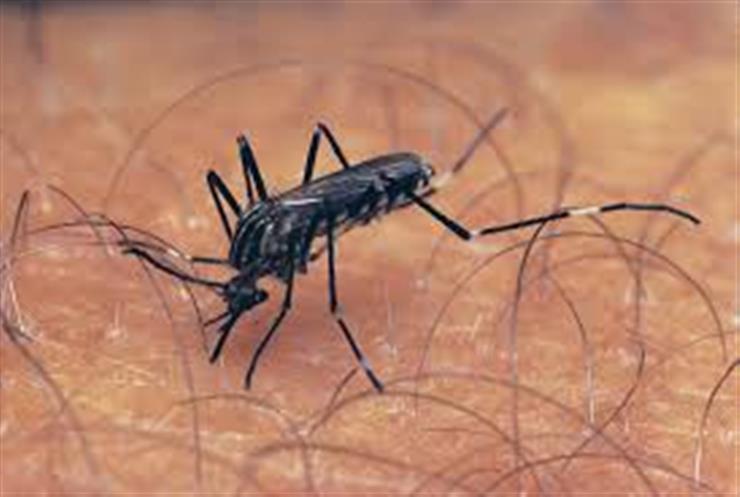 Greece reports 75 West Nile virus infections, five deaths