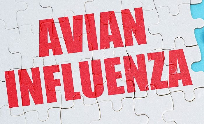 France’s call to vaccinate for HPAI required much thought, consultation