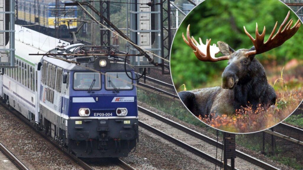 ‘Celebrity’ moose disrupts Polish train after taking nap on railway tracks