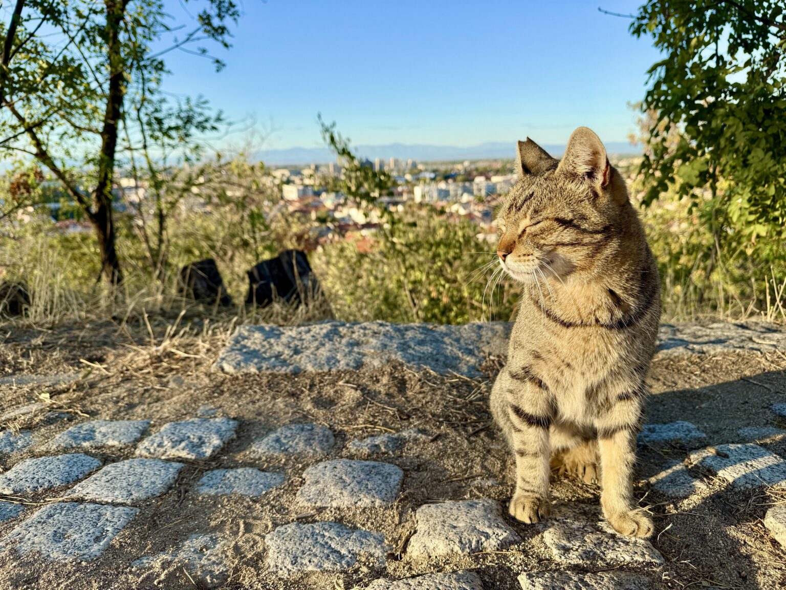 A chick from the roof of Plovdiv