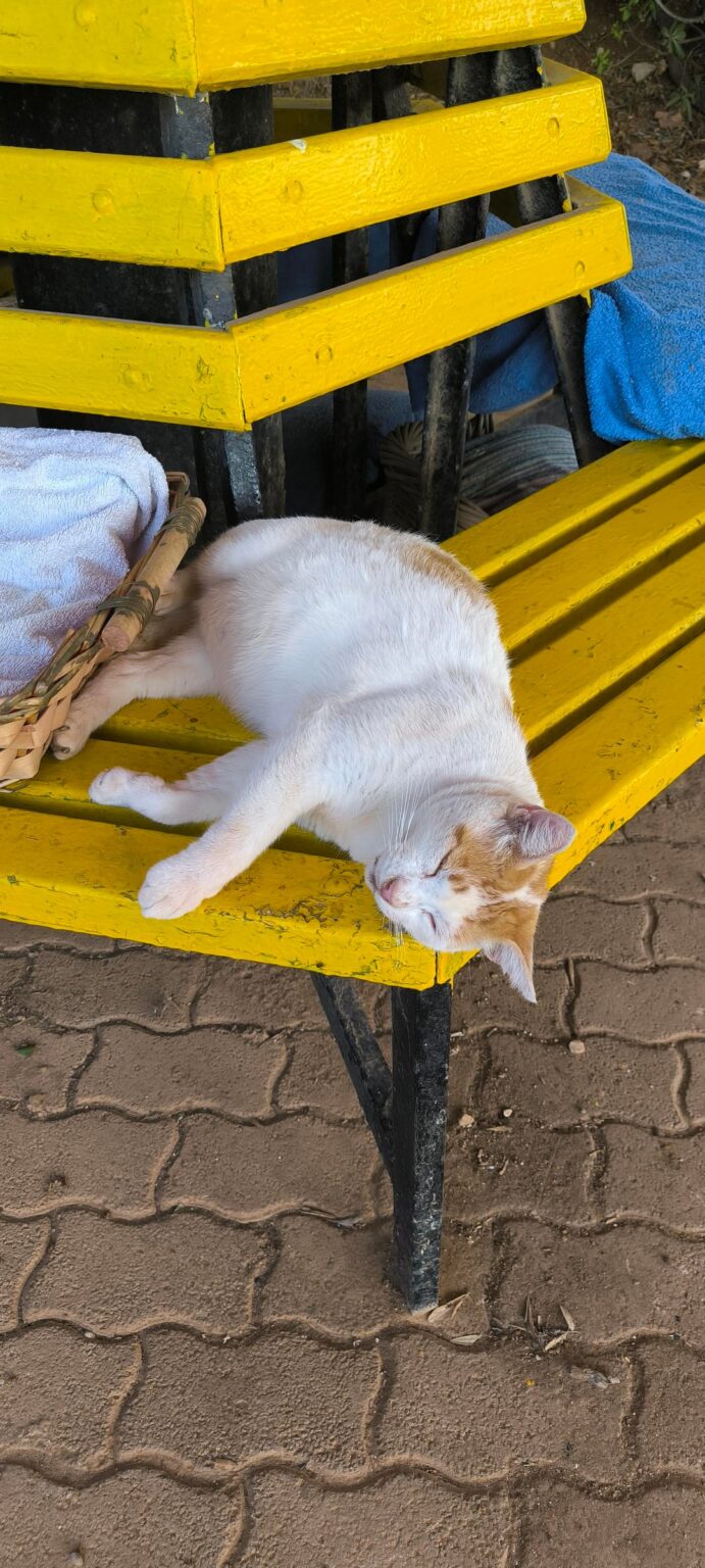Cat feeding rules