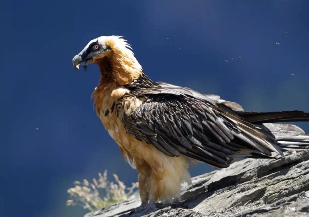 The bearded vulture: an 'archaeologist' among Spain's birds of prey