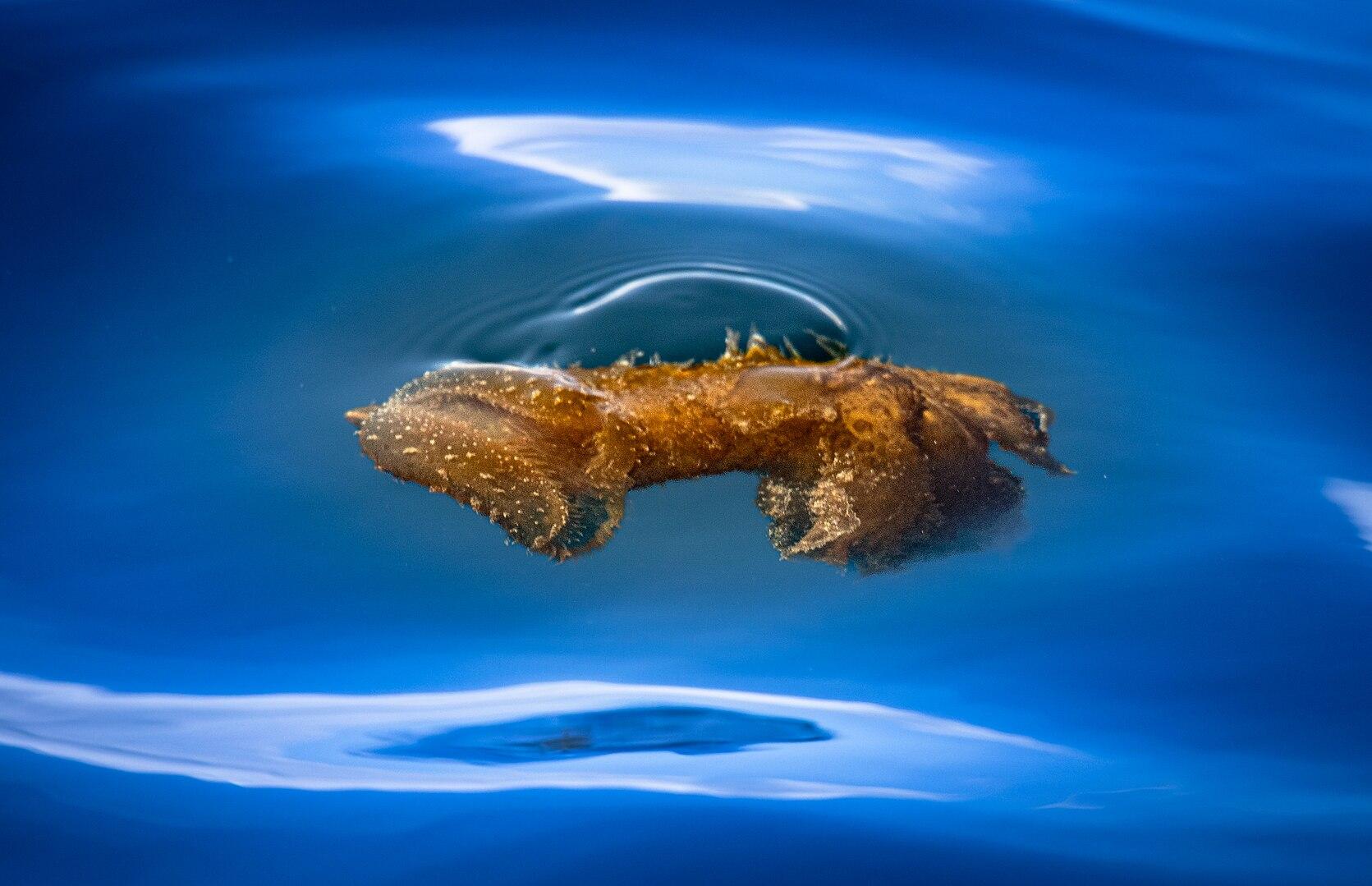 Cuttlefish floating just beneath the surface at St. Paul's Islands. Photo: Julijana Petroskavia via Wikimedia Commons CC by SA