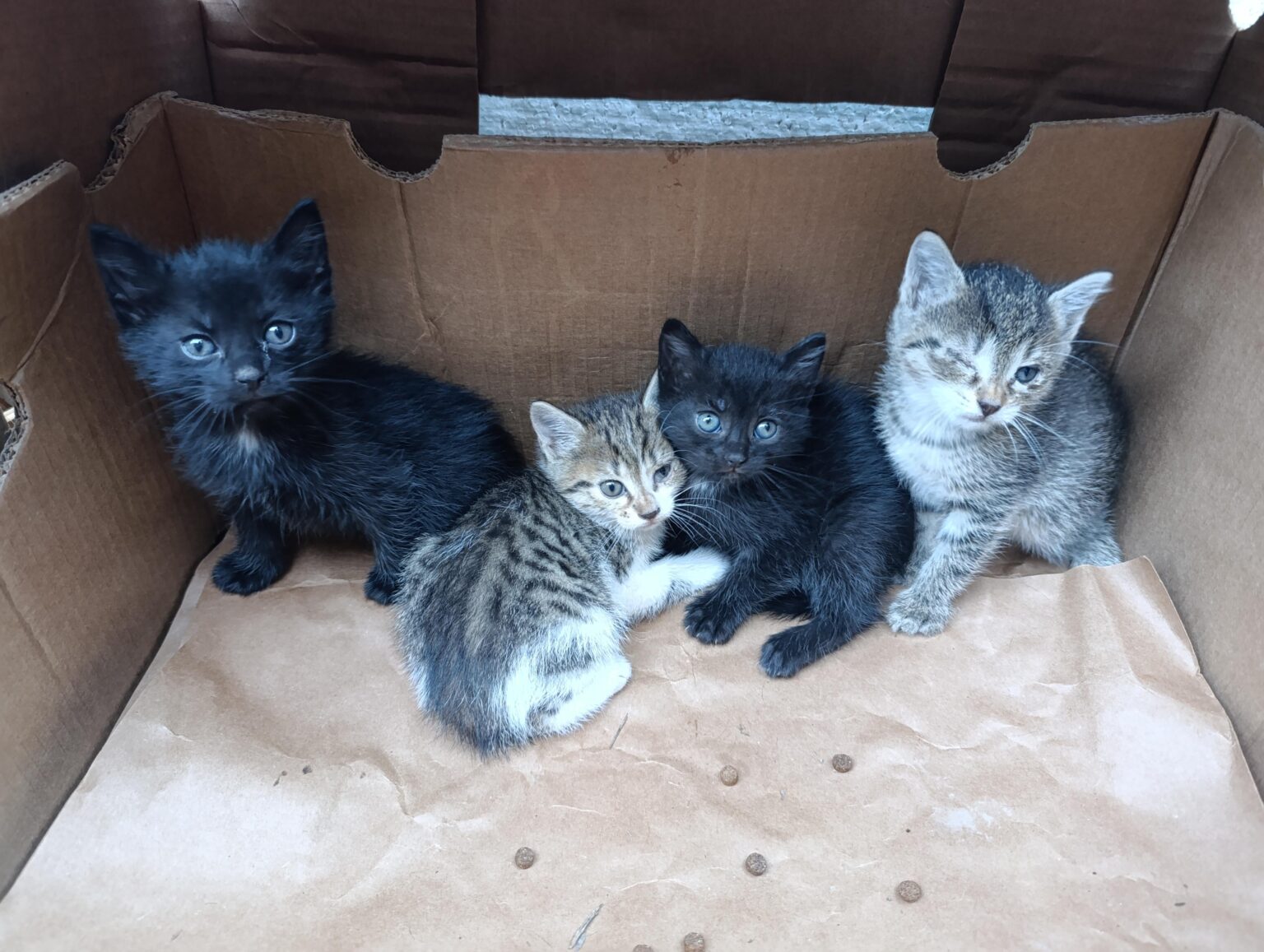 I have 4 kittens if someone asks you to adopt to call in dm :)