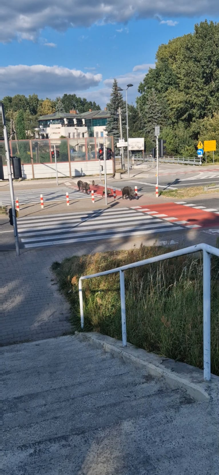 Wild intersection