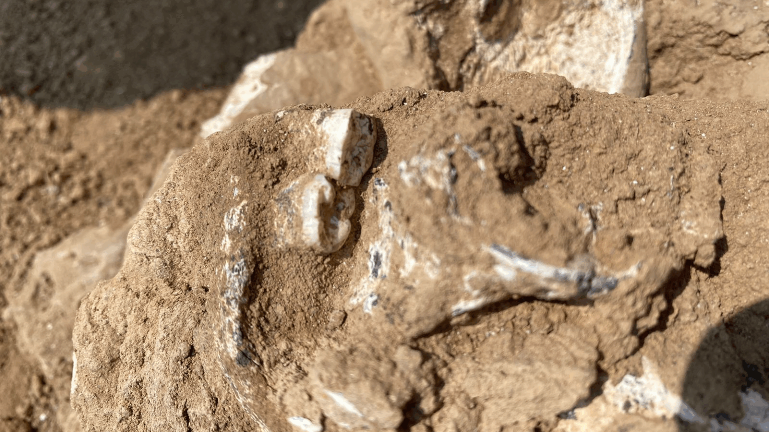two hominin molars peek out of a mass of bone embedded in orange-brown dirt