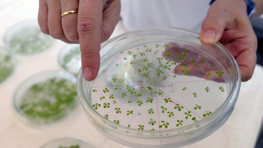 New pathway engineered into plants lets them suck up more CO2 | Engineered pathway lets carbon be plugged directly into key metabolic pathways.