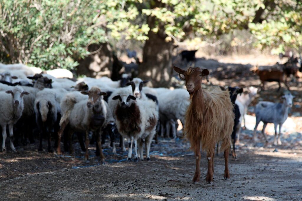 Greece considers movement ban after sheeppox outbreak on farm