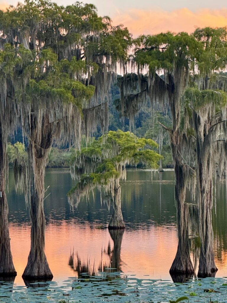 Cypress trees at golden hour