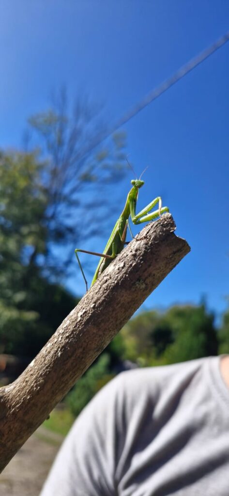 Til: There are mantis in Poland