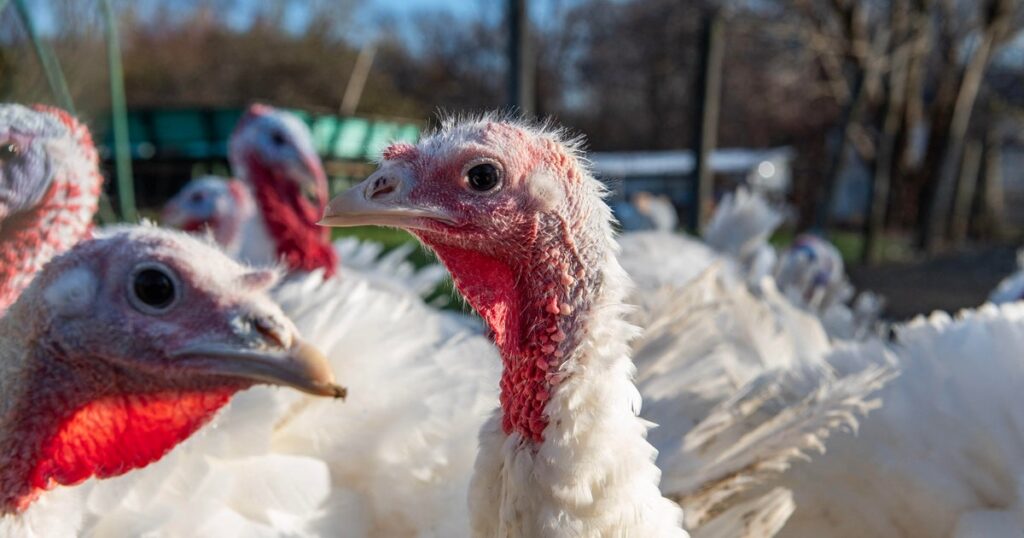 As bird flu makes its return in Minnesota, turkey farmers hinge hopes on vaccine