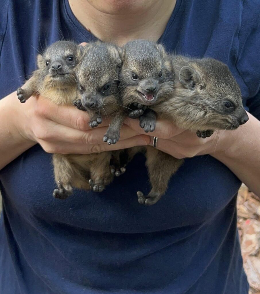Baby hyraxes from Wawa (Warsaw) Zoo