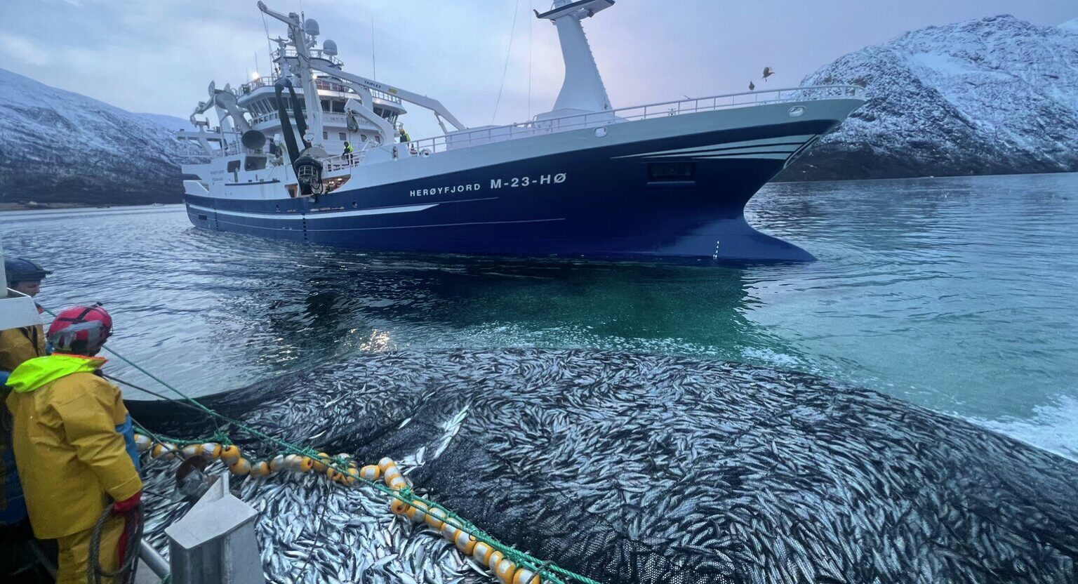 Norway mackerel export prices stabilize as volumes ramp up