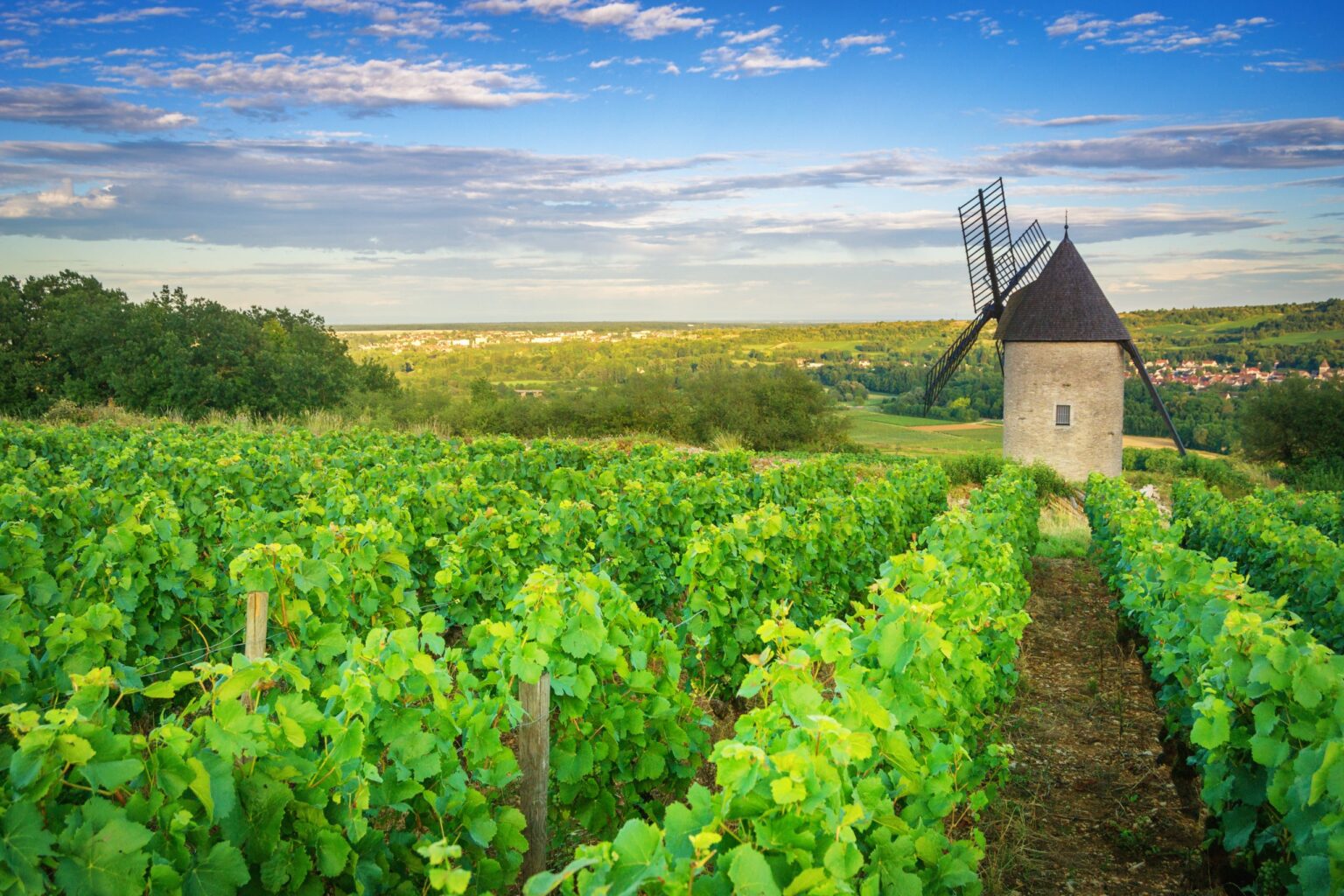 Fine wine buyers flock to safe havens, as France and Italy head up Liv-ex's classification report