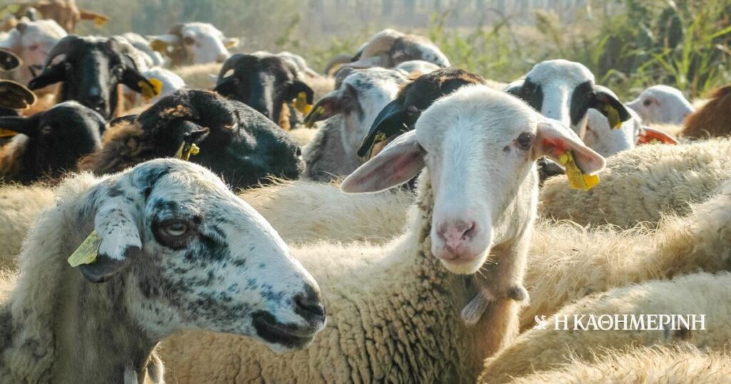 In 15 years inactivity, the tool for the treatment of zoonoses: The timing of the Center for External Animal Diseases founded, inaugurated, was equipped dearly, never acting in essence to protect against diseases, blessing of sheep and goats that are plaguing the whole country today In 15 years inactivity, the tool for the treatment of zoonoses: The timing of the Center for External Animal Diseases founded, inaugurated, was equipped dearly, never acting in essence to protect against diseases, blessing of sheep and goats that are plaguing the whole country today