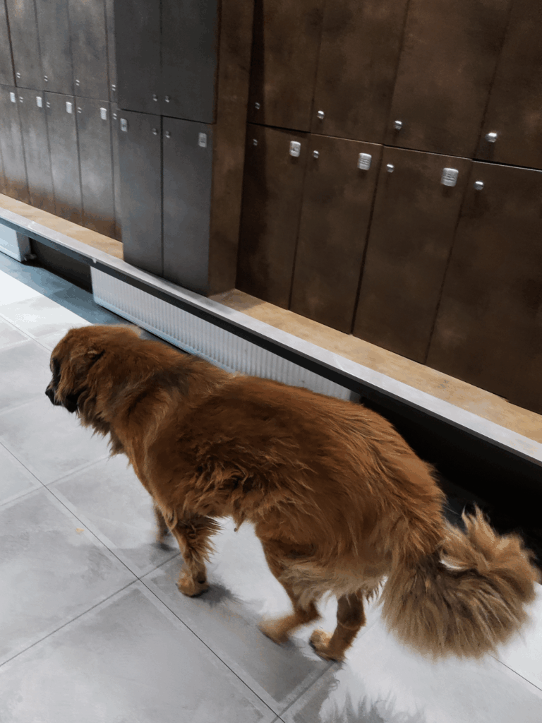 Yeah, just a normal morning at a Tbilisi gym (I don't know this dog)