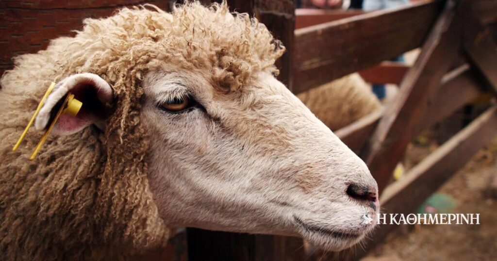 Sheep's smallpox: Over 350m euros Damage to 14 months: More than 300,000 animals have only been lost in smallpox, and, in combination with losses by other zoonoses exceeds 410,000, making the future of the industry ominous