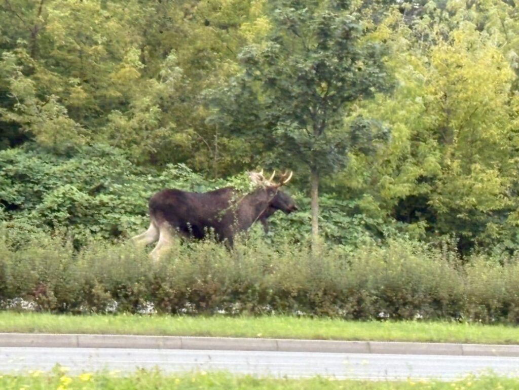 Elk on the loose in Gdańsk!