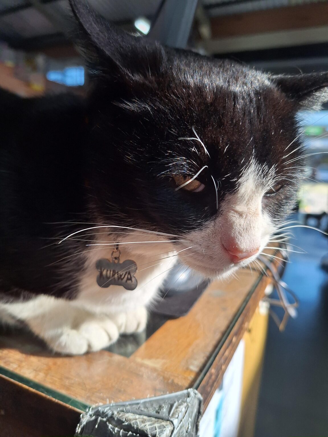 What a cute cat! I wonder what his name is...