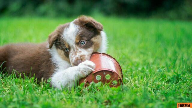 The CoE validated 5 months in prison and a fine of € 270,000 to a pensioner who killed 8 puppies of