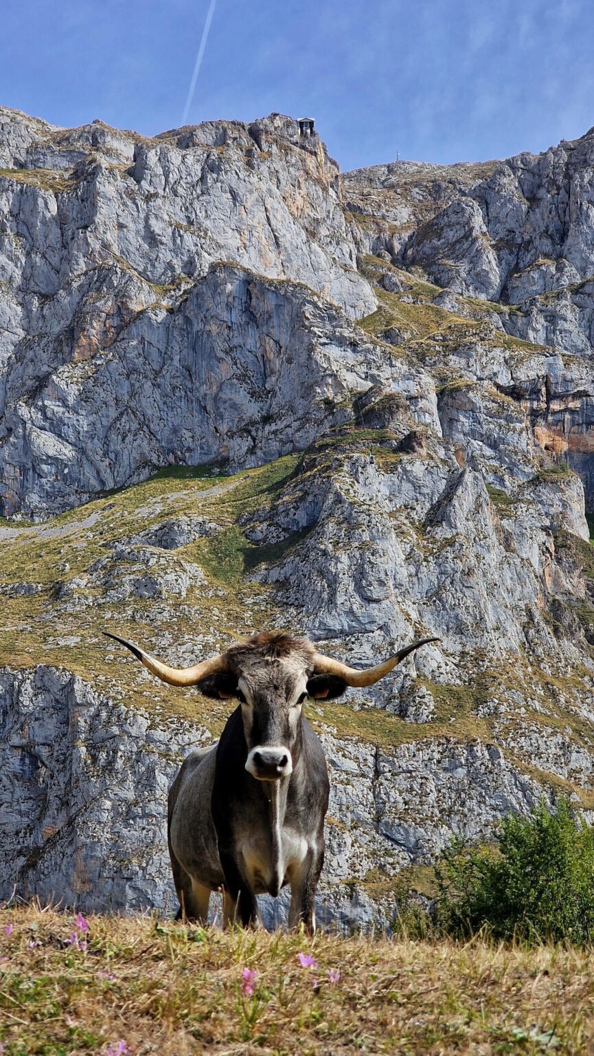 Two things you are going to see if you come to Cantabria. You recognize them.