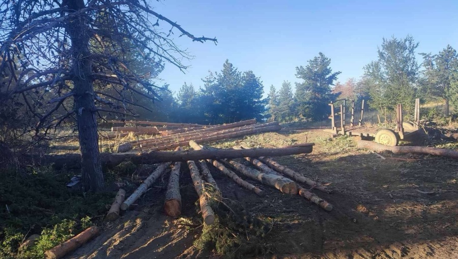 bne IntelliNews - North Macedonia busts major illegal logging ring causing €104mn forest damage