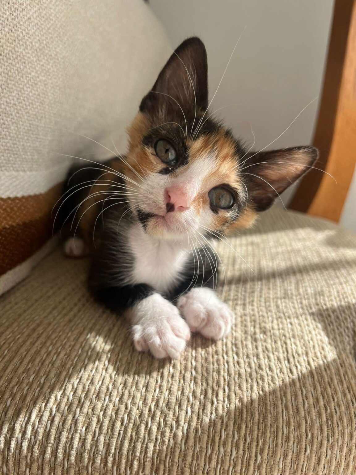 Need help flying a rescued cat from Bulgaria (we cover the costs)