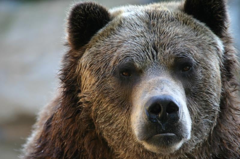 Operational group in Dolj, after a bear was observed in the town of Podari near Craiova. The prefect asks all institutions to be prepared at any time for intervention