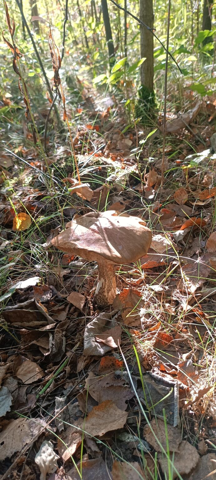 How's this year's mushroom picking season going around the country?
