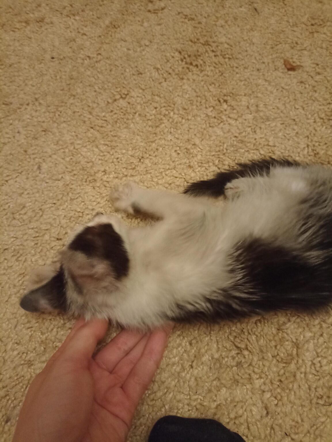 I found this kitten. What to do?