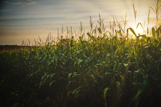 Bulgaria: Corn Exports from Bulgaria Plunge Nearly Fourfold in Three Years
